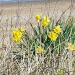Narcissus tazetta Flor