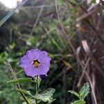 Solanum umbelliferum Flor