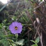 Solanum umbelliferum Flower