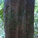 Hirtella hispidula Corteza