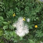 Thalictrum aquilegiifoliumFlower