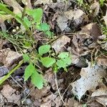 Ranunculus abortivus Feuille