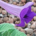 Streptocarpus primulifolius Flor