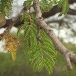 Albizia harveyi 葉