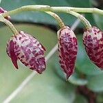 Pleurothallis restrepioides Çiçek