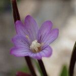 Epilobium anagallidifolium