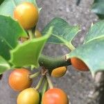 Ilex aquifoliumFruit