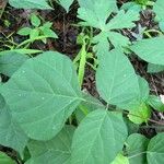 Hylodesmum glutinosum Leaf