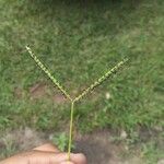 Paspalum notatum Blatt