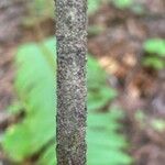 Notholithocarpus densiflorus Bark