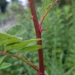 Rosa palustris Bark