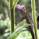 Ionopsis utricularioides Flower