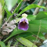 Warczewiczella discolor Flor
