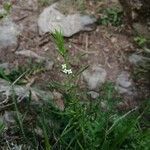Thesium alpinum Kwiat