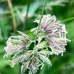 Dactylis glomerata Плід