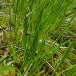 Carex umbrosa पत्ता