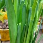 Narcissus cyclamineus Yaprak