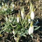 Galanthus nivalisКветка