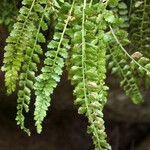 Asplenium trichomanes-ramosum অভ্যাস