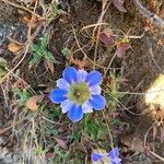 Gentiana depressa Fiore