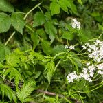 Achillea macrophylla 整株植物