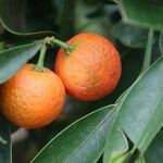 Citrus japonica Ovoce