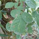 Fraxinus latifolia Leaf