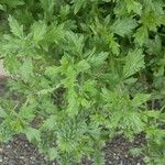Verbena bracteata Blatt
