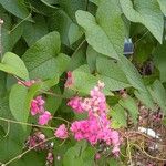 Antigonon leptopusBlad