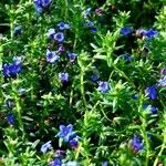 Lithodora fruticosa Leaf