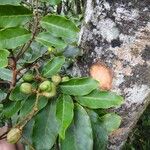 Cupaniopsis phalacrocarpa Fruit