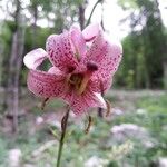 Lilium martagonFlor