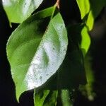 Casearia decandra Hoja