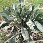 Verbascum thapsus Blad