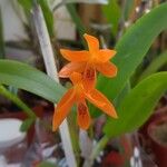 Guarianthe aurantiaca Blüte