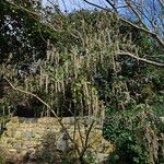 Garrya elliptica Habit