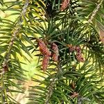 Picea polita Leaf