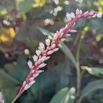 Persicaria glabra Flor
