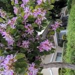 Bauhinia purpurea Cvet