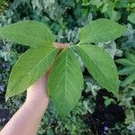 Arisaema dracontium Blatt