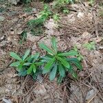 Chimaphila umbellata Lehti