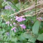 Stachys palustris Λουλούδι