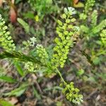 Lepidium ruderale 花