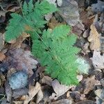 Botrychium virginianum Leaf