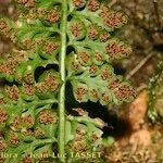 Asplenium foreziense Fuelha