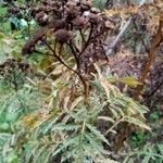 Tanacetum siculum 葉