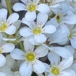 Saxifraga callosa 花