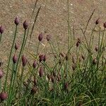 Allium junceum Kvet