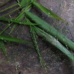 Panicum ambositrense Flor