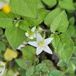 Solanum villosum പുഷ്പം